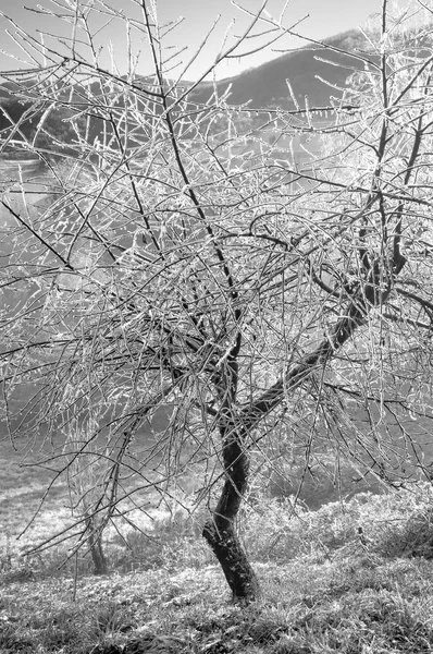 Frozen olive tree. Black and white photo — Stock Photo, Image