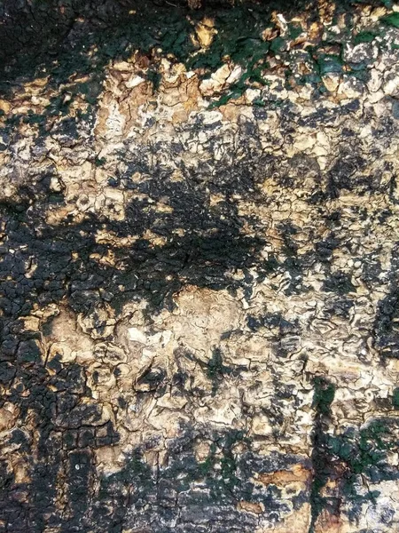 Grunge sert arkaplanı gösteren doğal ağaç kabuğu dokusunu kapat