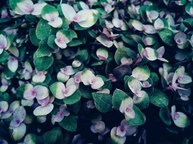 Callisia eşsiz yaprakları iki renk yeşil pembe pembe ile kaplıyor. Koyu yeşil karamsar ortam. 