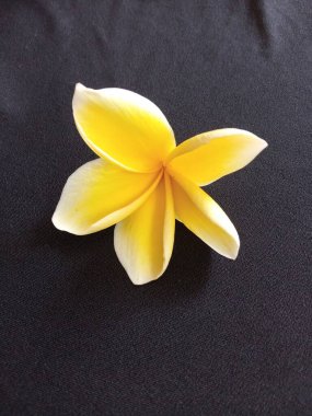 Siyah kumaş arkaplanına karşı Plumeria Frangipani çiçeğinin yakın çekimi