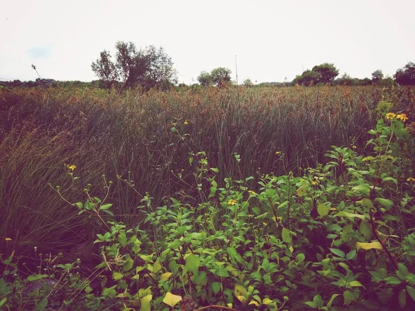 Prairie Savane Avec Herbe Haute Plante Petite Fleur Ciel Brouillard — Photo