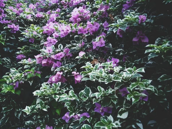 Bougainvillea Spectabilis Bougainville Bugenvil Dark Deep Green Moody Ambiance — Stock Photo, Image