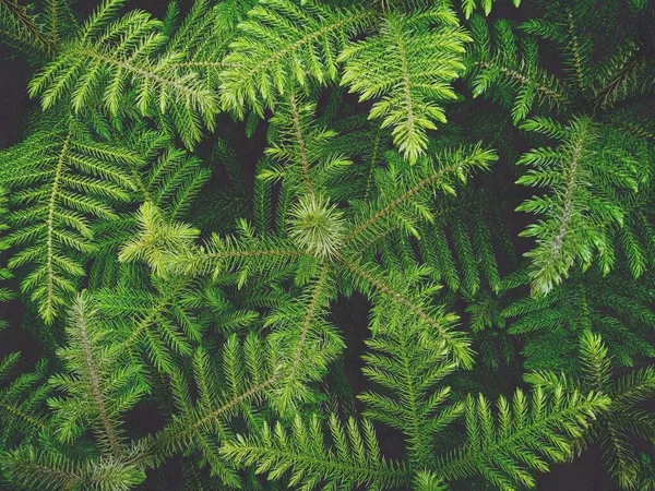 Cemara Kiremit Çamı Norflok Araucaria Koyu yeşil karamsar atmosferde Heterophylla