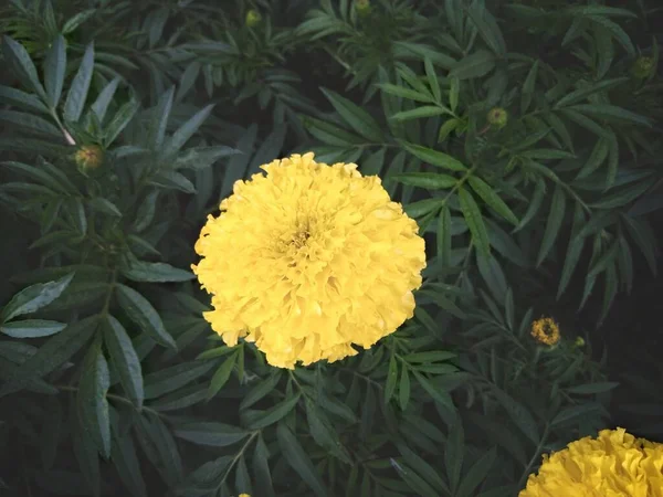 Islak Tagetes Kadife yaprağı sarı çiçekle kaplanır koyu yeşil karamsar bir atmosferde. 
