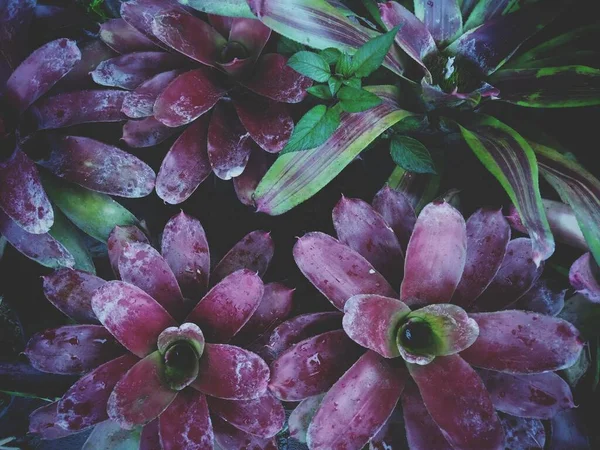 Islak bromelia neoregelia yaprakları koyu yeşil karamsar atmosferde yeşil ve mor renkte.