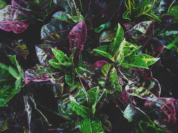 Bagnato Codiaeum Variegatum Versando Foglie Con Colore Verde Viola Ambiente — Foto Stock