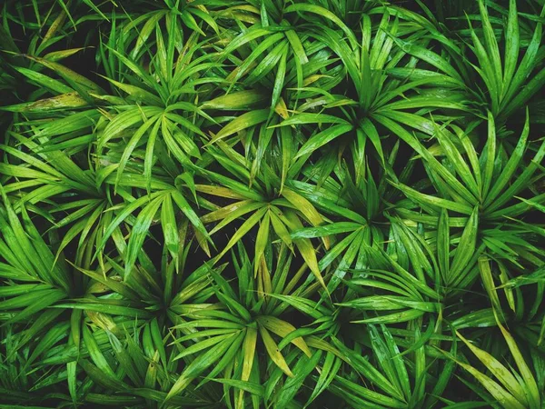 ıslak kokulu pandanus pandanus amarillifolius pandan wangi yukarıdan ya da yukarıdan çekilmiş koyu yeşil ambiyansla