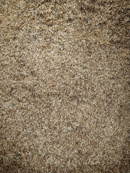 Üst kattan çekilen kurumuş pirinç kabukları yüksek detayı gösteriyor.