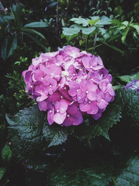 Pembe çiçekli ıslak lantana yaprakları koyu yeşil karamsar atmosferde çiçek açar. 