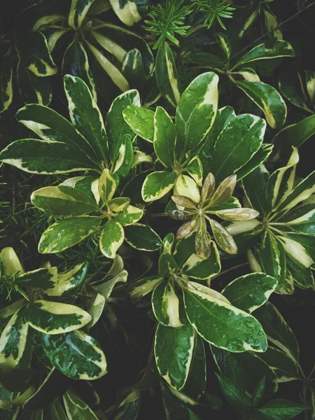Schefflera arboricola walisongo bitkisi. Yağmurdan sonra nemli yapraklar koyu yeşil karamsar atmosfere düşer.
