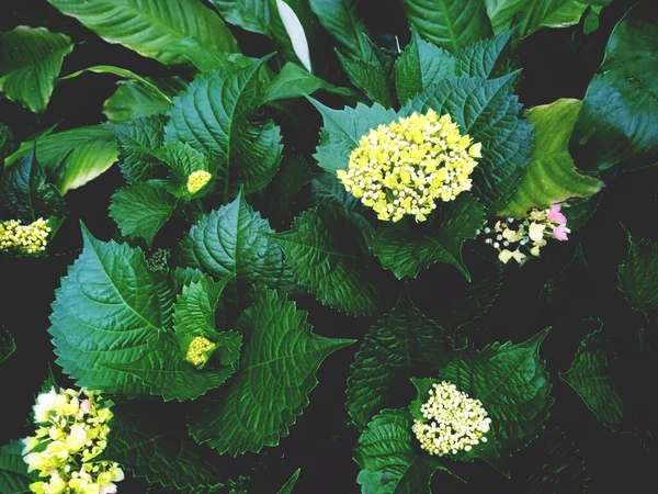 Sarı çiçekli ıslak lantana yaprakları koyu yeşil karamsar atmosferde çiçek açar. 
