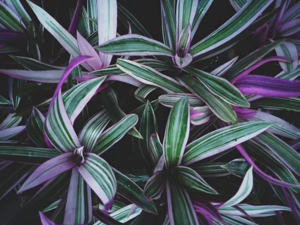 Pembe Sansevieria yılan otu ana dil ip keneviri koyu yeşil karamsar atmosferde çiçek açar. 