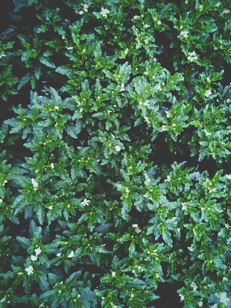 Pequeña Planta Con Hojas Pequeñas Linda Flor Amarilla Ambiente Verde — Foto de Stock