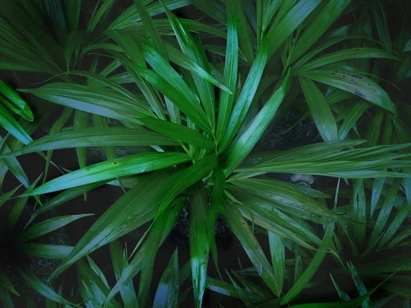 Fragrant Pandanus Pandanus Amaryllifolius Pandan Wangi Shot Top View Dark — Stock Photo, Image