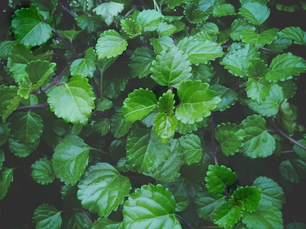 İsveç Sarmaşığı 'nın koyu yeşil karamsar fotoğrafı, plectranthus ernstii, Clinopodium douglasii, begonya, lamiaceae, hedera yaprakları.