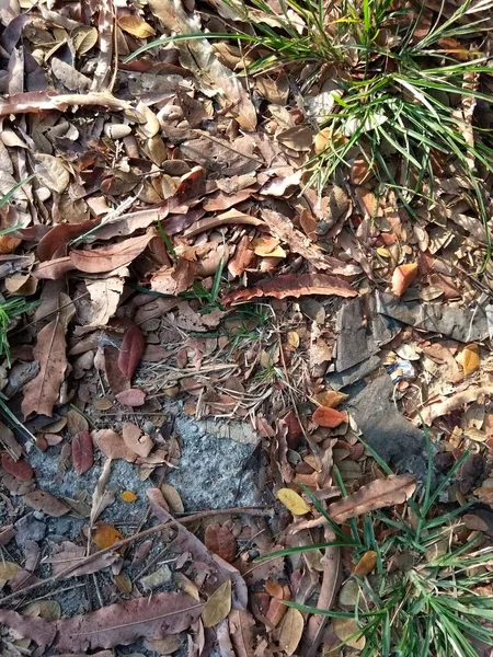 Kuru yaprakların yakın plan çekimleri sert beton yüzeydeki taze yabani otlar