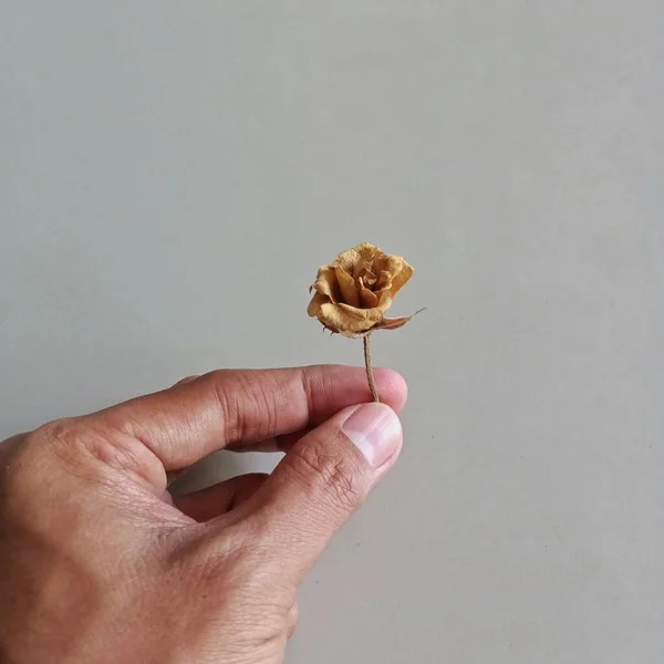 Pessoas Mão Dedo Segurando Seco Rosa Flor Seca Com Fundo — Fotografia de Stock