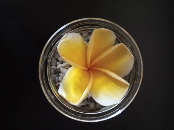 Plumeria Frangipani çiçeğinin yakın plan resmi, siyah kumaş saten arka planına karşı işenebilir taşlı temiz bir cam bardakta.