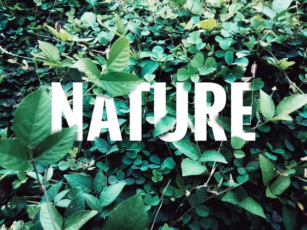 ダークムーディー緑の葉シーンとともに自然テキストワードカモフラージュ3D効果 — ストック写真