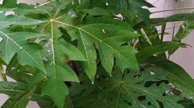Papaya yapraklarına yağmur damlaları konutun arka bahçesinde pandemik bahçe aktivitesi olarak.