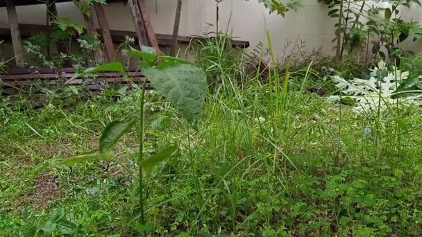 Wiggle Small Plant Leaves Because Rain Fall Drop Backyard Garden — Stock Video