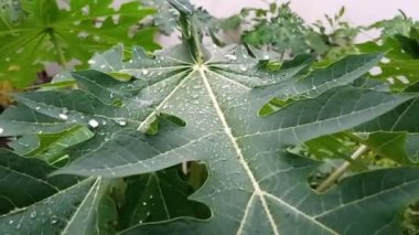 Pandemik bahçe aktivitesi olarak yaşam evinin arka bahçesindeki papaya yapraklarına yağmur damlaları düşer.