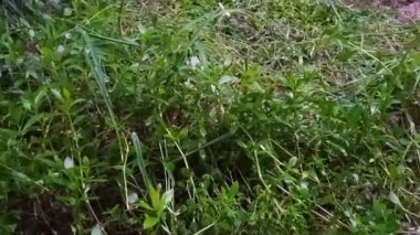 Hafif yağmur yağdığında tropikal küçük çimen bitkisinin sinematik çekimi 