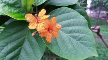 Geiger Ağacı Cordia sebestena siricote kopt yapraklarının halka açık alandaki sinematik yakın çekimi