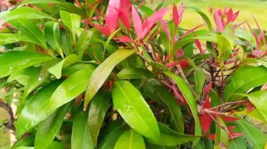 Bahçede Syzygium myrtifolium veya pucuk merah yapraklarının sinematik yakın çekimi