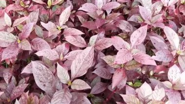 Alternatif Islak Alternatif Sinema Çekimi. Kırmızı Mor Şövalye bahçeden sabah çiy damlacıklarıyla ayrılıyor.