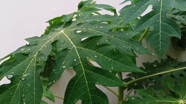 家の裏庭にあるパパイヤの植物の葉に雨が降ります — ストック動画