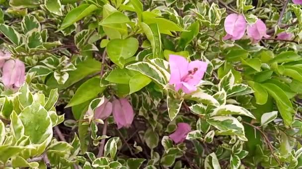 Cinematic Närbild Skott Bougainvillea Spectabilis Bougainville Bugenvil Blad Den Offentliga — Stockvideo