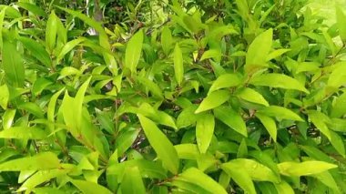 ıslak Syzygium myrtifolium veya pucuk merah yaprakları rüzgarda sallanıyor