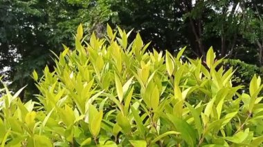 ıslak Syzygium myrtifolium veya pucuk merah yaprakları rüzgarda sallanıyor