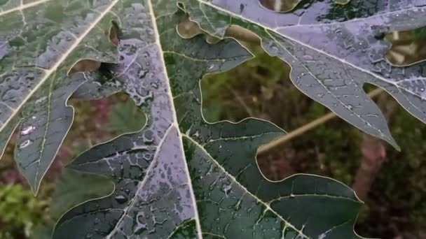 Mozi Eső Csepp Papaya Növény Levelek Kertben Kert Nappali Ház — Stock videók