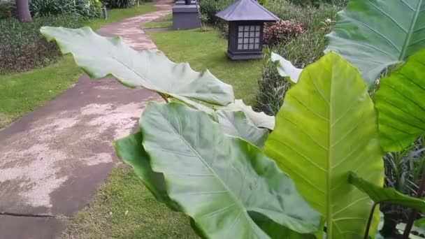 Les Feuilles Colocasia Balancent Dans Vent Intérieur Jardin Style Japonais — Video