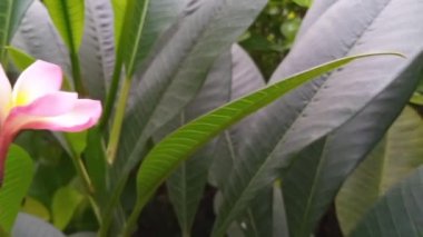 Sinematik yakın çekim kırmızı plumeria frangipani esintide sallanırken Bokeh bulanık alan arkaplanı derinliği