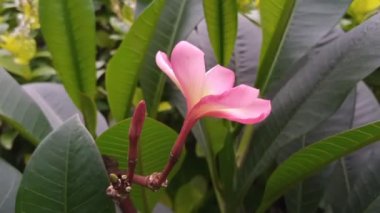 Sinematik yakın çekim kırmızı plumeria frangipani esintide sallanırken Bokeh bulanık alan arkaplanı derinliği
