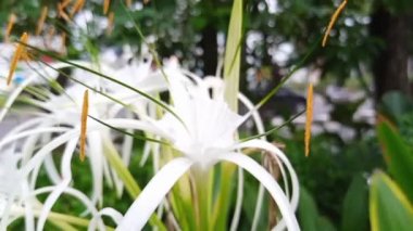 Sinematik yakın çekim Beyaz Hymenocallis caroliniana ya da Örümcek Lily Çiçeği rüzgarda sallanırken Bokeh 'in bulanık alan derinliği yoğun trafik yolunun birçok aracının geçişi ile birlikte