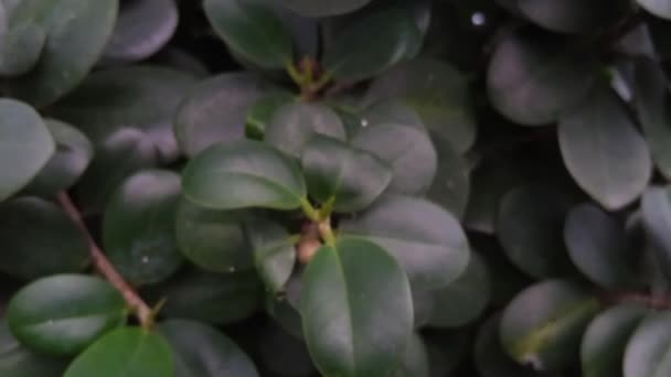 シネマティックパンニング移動クローズアップショットのFicus Microcarpa Annatulaとともにダークグリーンの丸い葉と小さな赤い果実で庭で暗いムーディーカラーグレーディング — ストック動画