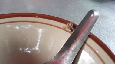 Arı arısı boş bir porselen kasede ve metal kaşıkta tatlı yiyecekler arıyor ve köşesinde yürüyor.