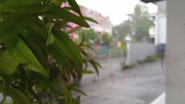 Syzygium Myrtifolium Pucuk Merah Feuilles Balançant Dans Brise Vent Avec — Video