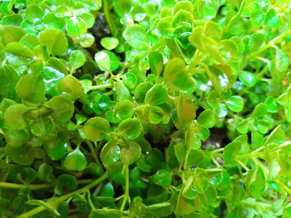 Folhagem Pequena Folhas Verde Queda Parede Sebe Arbusto Closeup Água — Fotografia de Stock