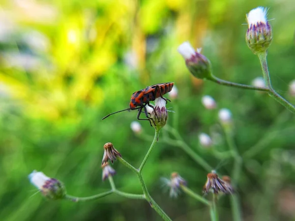Rotes Insekt Mit Fokus Fotografie Schönsten — Stockfoto