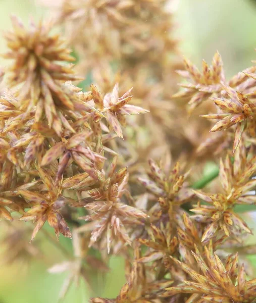 Blur Fotografi Gula Blommor — Stockfoto