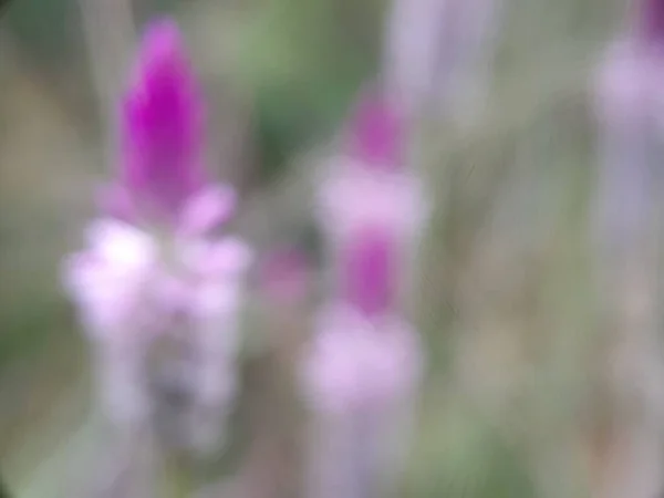 Fotografiando Desenfoque Técnico Para Flor Rosa — Foto de Stock