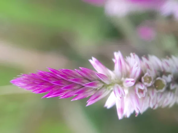 Photographing Pink Flower Portrait Blur Concept — Stock Photo, Image