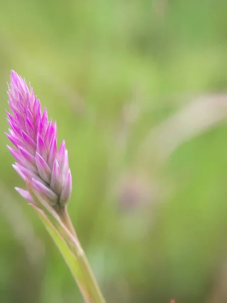 Photographing Pink Flower Portrait Blur Concept — Stock Photo, Image