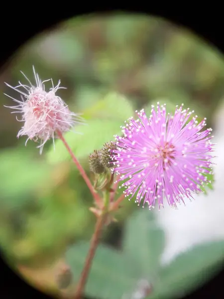 ポートレート ブラーのコンセプトでミモザ プディカの花を撮影 — ストック写真