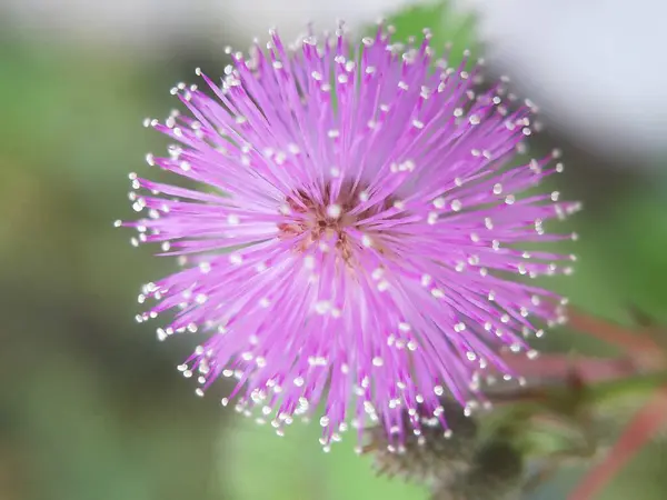 Fotografare Fiore Pudica Mimosa Con Concetto Sfocatura Ritratto — Foto Stock